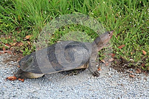 Florida softshell turtle photo