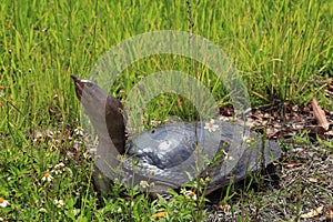 Florida softshell turtle photo