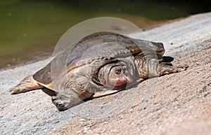 Florida Softshell Turtle at Rest