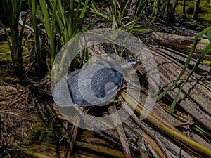 Florida Softshell Turtle in the Swamp on Floating Reeds