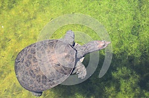 Softshell turtle in water photo