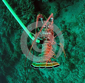 Florida Spiny Lobster