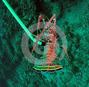 Florida Spiny Lobster photo