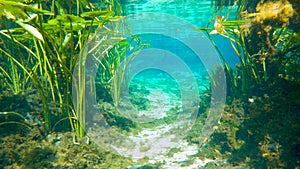Florida springs nature. Underwater wildlife with fresh water vegetation and wild fish. Beautiful tropical landscape