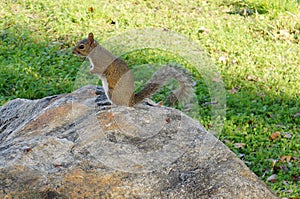 Florida Squirrel