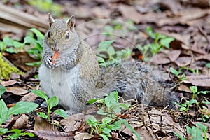Florida Squirrel is eating junk food