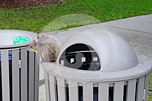 Florida Squirrel on garbage can