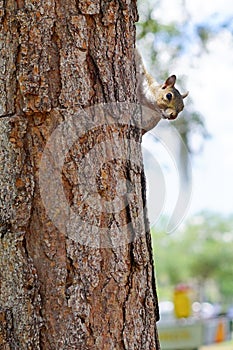 Florida Squirrel on tree