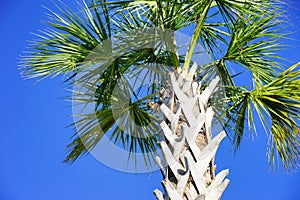 Florida Squirrel on tree