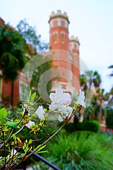 Florida State University Campus building and flower