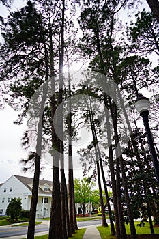 Florida State University Campus tree