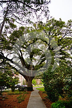 Florida State University Campus tree