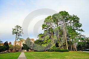 Florida State University tree