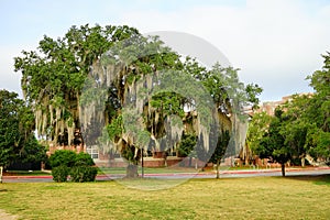 Florida State University tree