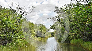 Florida state usa everglades gator park wildlife river