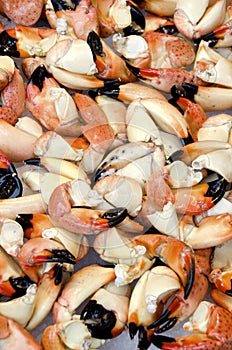 Florida Stone Crab Claws