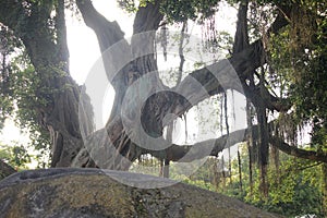 Florida strangler, Ficus aurea, golden fig, or higuerÃ³n in Quinta da Boa Vista public park photo