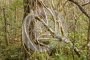 Florida Strangler Fig Tree