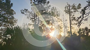 Florida subtropical jungles with green palm trees and wild vegetation in southern USA. Dense rainforest ecosystem