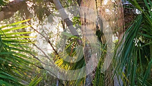 Florida subtropical jungles with green palm trees and wild vegetation in southern USA. Dense rainforest ecosystem