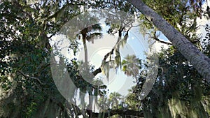 Florida subtropical jungles with Spanish Moss on Live Oak trees and green palms wild vegetation in southern USA. Dense