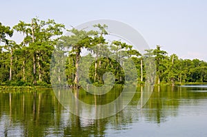 Florida swamp photo