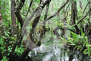 Florida Swamp photo