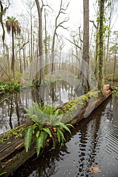Florida Swamp with bald cypress trees photo