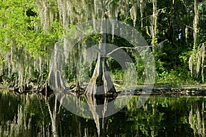 Florida swamp landscape with cypress photo