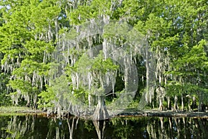 Florida swamp landscape with cypress