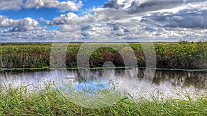 Florida Swamp Under Blue Sky