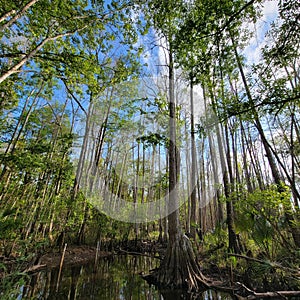 Swampland forest in Florida photo