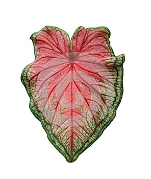 Florida sweetheart caladium leaf, caladium bicolor, red jaguar caladium plant, isolated on white background