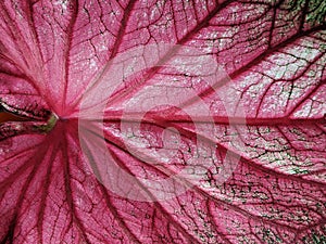 Florida sweetheart leaf texturFlorida sweetheart leaf texture background, caladium bicolor plae background, caladium bicolor plant