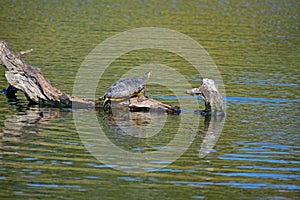 Florida Terrapin Sitting On A Log