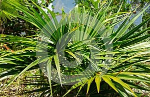 Florida thatch palm Thrinax radiata - Davie, Florida, USA