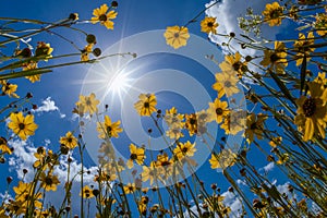 Florida Tickseed under a sunny spring sky