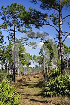 The Florida Trail