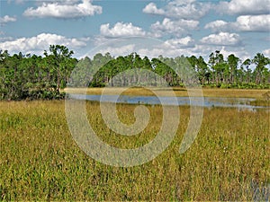 Florida Trail Marsh Land