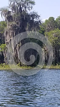 Florida tree moss swamp