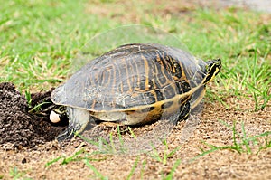 Florida turtle laying egg