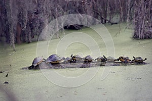 Florida Turtles Sunning On A Log