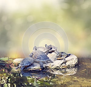 Florida Turtles Sunning on the rocks photo