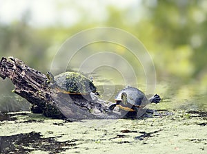 Florida turtles sunning in wetlands photo