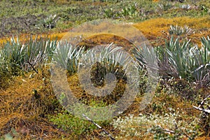 Florida typical scrub vegetation