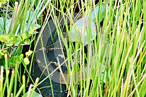 Florida usa gator park september babies alligators photo