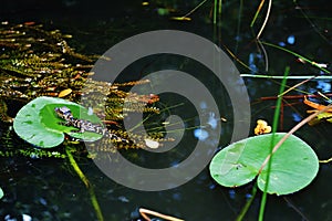 Florida usa gator park september baby alligator