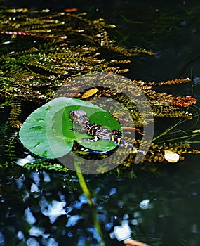 Florida usa gator park september baby alligator photo