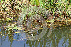 Florida Water Snake Nerodia fasciata pictiventris