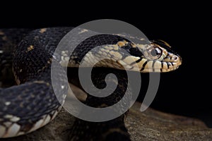 Florida water snake Nerodia fasciata pictiventris